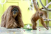 Orang Utans in Wohlfühl Umgebung (Foto: SSKM)